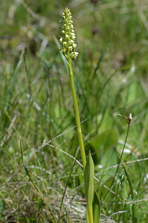 Pseudorchis albida?